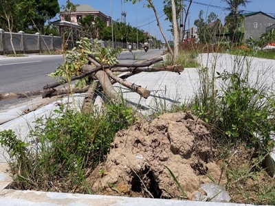 Con đường đẹp ở Vinh nhếch nhác sau bão