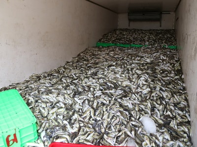 13 tấn cá nóc hôi thối từ Nghệ An vào Quảng Bình tiêu thụ