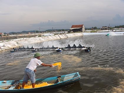 Nghệ An có 5 vùng nuôi tôm đủ tiêu chuẩn chứng nhận VietGAP