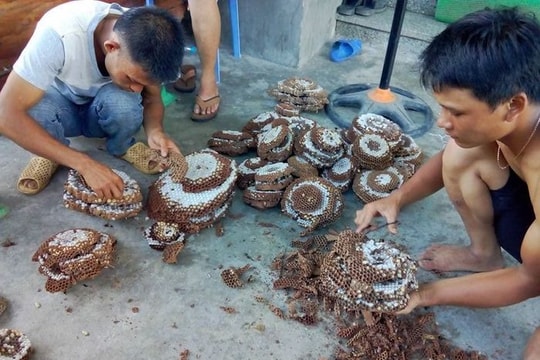 Thương lái đổ về Nghệ An săn ong đất bán sang Trung Quốc
