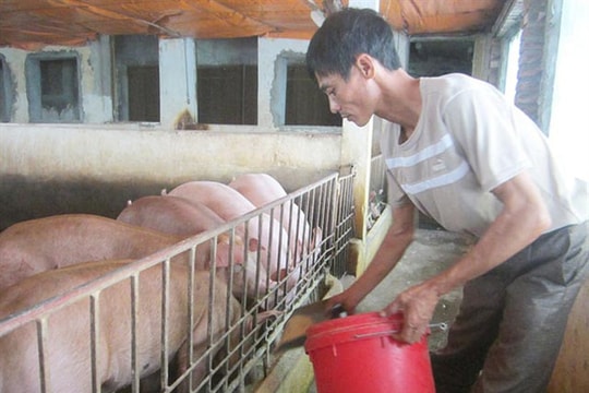 Giá lợn 'nhảy múa' và việc tái cơ cấu ngành chăn nuôi