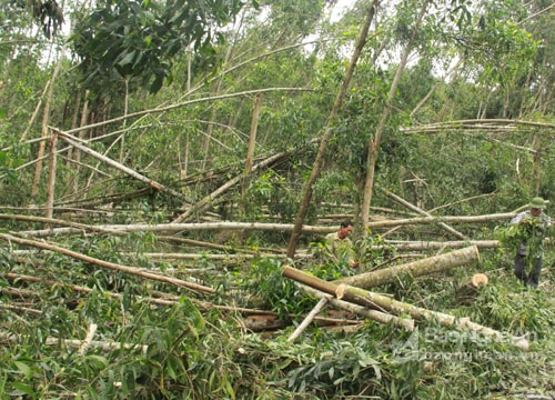 Nghệ An: Keo đổ gãy sau bão bán rẻ như cho