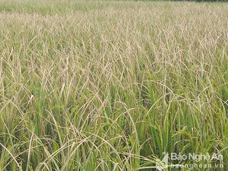 Nghệ An: Hơn 1.600 ha lúa hè thu bạc trắng vì bệnh bạc lá