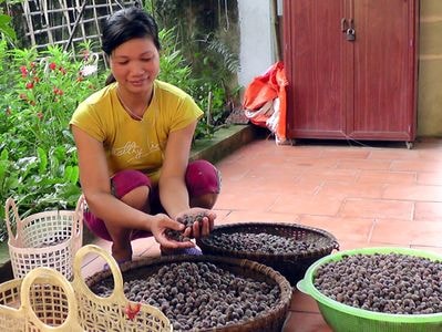 Nông dân lên rừng hái sim bán tiền triệu