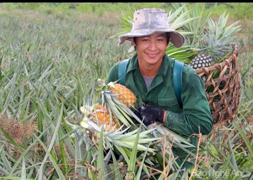 Nghệ An: Dứa thu hoạch cuối vụ được giá