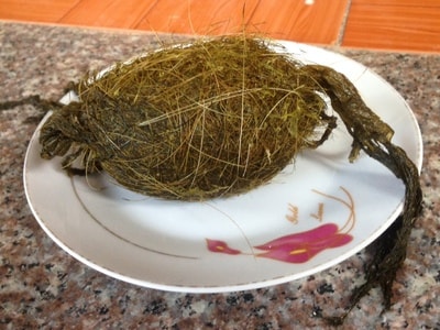 Nghệ An: Lại phát hiện vật thể nghi là 'cát lợn quý hiếm'