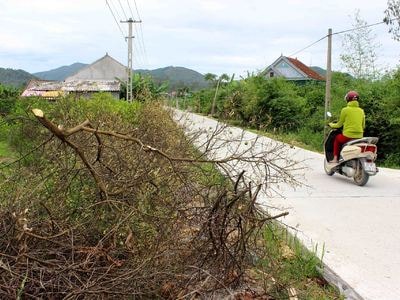 Nghệ An: Chanh thành củi sau bão