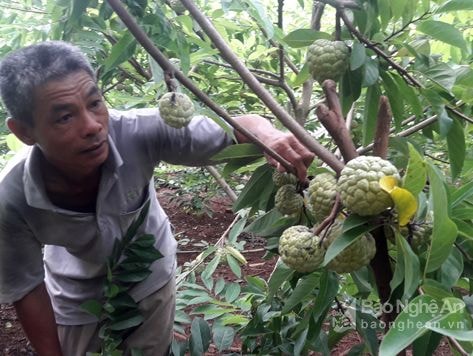 Nông dân trồng na thu nhập cao nhờ áp dụng kỹ thuật mới