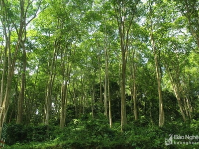 Bố trí nguồn kinh phí thực hiện công tác quy hoạch bảo vệ và phát triển rừng