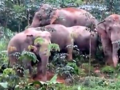 Khi voi rừng nổi giận