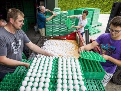 Khủng hoảng trứng 'bẩn' tại các nước châu Âu