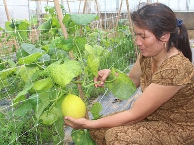 Trồng dưa Kim hoàng hậu trong nhà lưới thu nhập cao