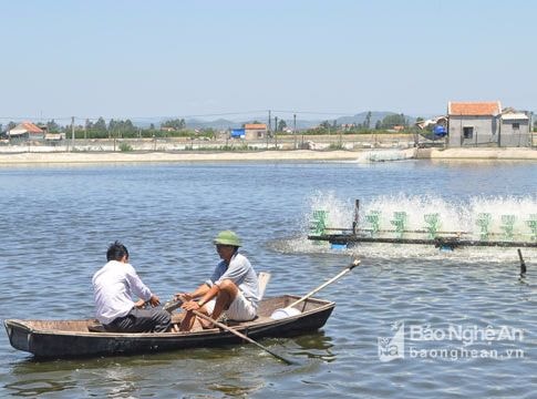 Vùng tôm tập trung sản xuất vụ 2