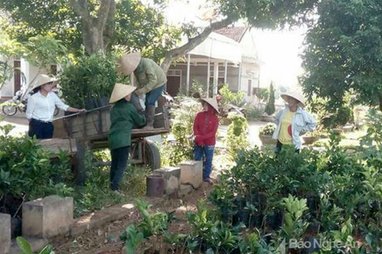 Thái Hòa: Hỗ trợ hơn 5.000 cây bưởi hồng Quang Tiến cho người dân