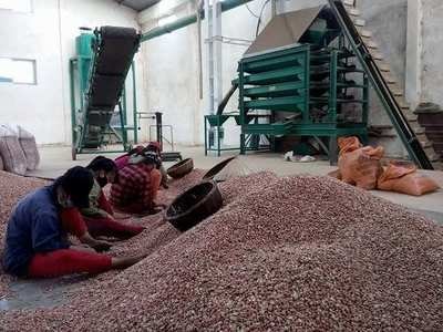 Vựa lạc Diễn Châu đang ế hàng nghìn tấn