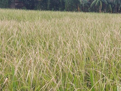 Nghệ An: Gần 23.000ha lúa nhiễm bệnh bạc lá, khô vằn