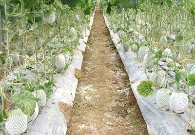 Con Cuông: Sản phẩm dưa Mỹ 'xuất ngoại' nhờ áp dụng VietGAP