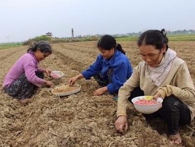 Đề xuất hỗ trợ thêm 1 triệu đồng/ha cho sản xuất ngô đông trên đất 2 lúa