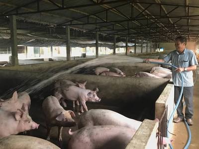 Cách chống nóng cho gia súc, gia cầm