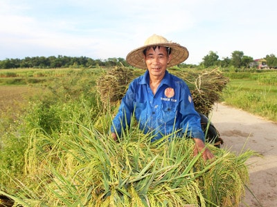 Tranh thủ nắng nóng, nông dân Thanh Chương gặt lúa tái sinh