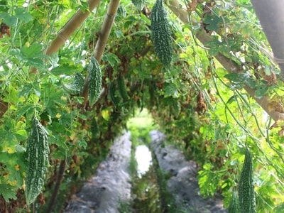 Mướp đắng Quỳnh Lưu mất mùa nhưng có giá kỷ lục