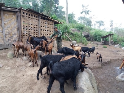 Kỳ Sơn cấp dê giống cho hộ nghèo