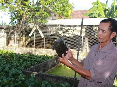 Nông dân Yên Thành kiếm tiền tỷ nhờ nuôi ba ba