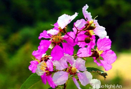 Sắc tím hoa săng lẻ ở vùng cao xứ Nghệ