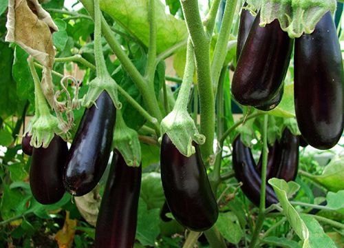 Cà tím có tác dụng giải nhiệt, tiêu nóng