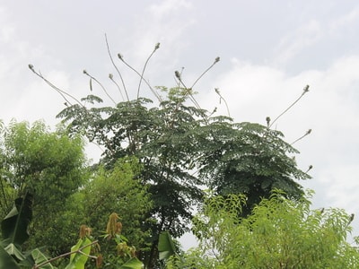 Tuổi thơ bạn đã từng ăn quả quao chồn?