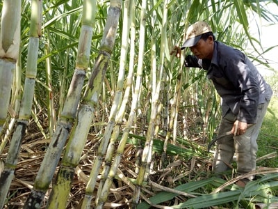 Giống mía cho năng suất trên 85 tấn/ha tại thị xã Thái Hòa