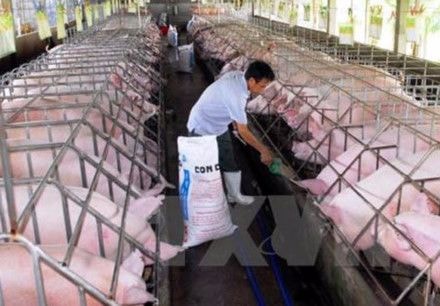 Bà con cần thận trọng tăng đàn lợn khi nghe theo tin đồn