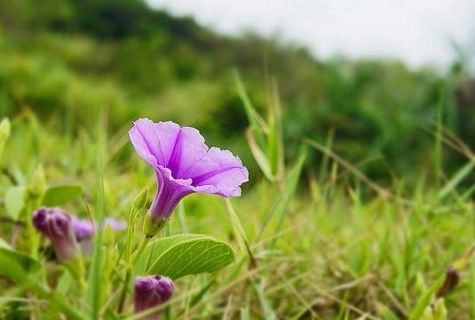 Công dụng chữa bệnh tuyệt vời của rau muống biển
