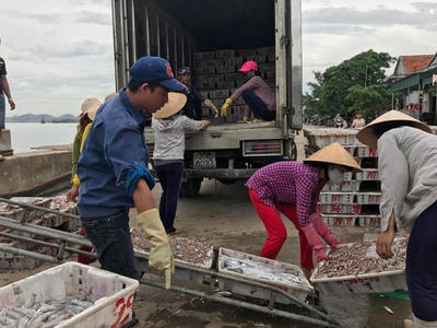 Ngư dân Hoàng Mai vào vụ khai thác cá cơm
