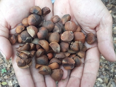 Nghệ An: Độc đáo trồng sở xuất khẩu sang Đài Loan