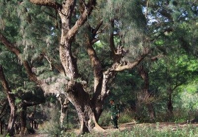 Rừng phi lao trăm tuổi bên bờ biển xứ Nghệ