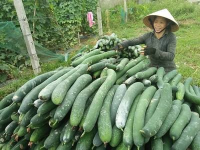 Bí xanh tăng kỷ lục, nông dân trúng đậm
