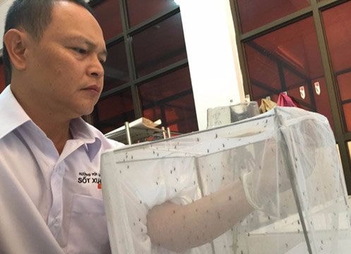 Phát hiện mới về muỗi gây sốt xuất huyết