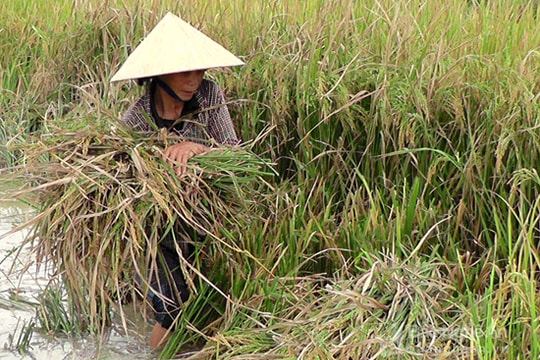 Yên Thành nguy cơ mất trắng lúa hè thu
