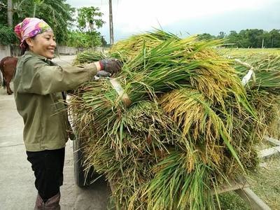 Nông dân Thanh Chương gặt lúa hè thu chạy lũ
