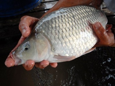 Bí quyết nuôi cá chép giòn