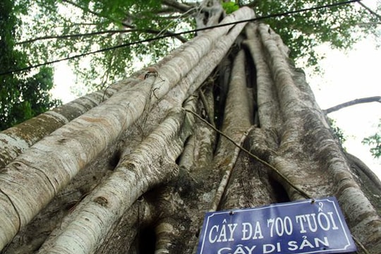 'Điểm danh' cây trăm, nghìn tuổi ở Đền Vạn