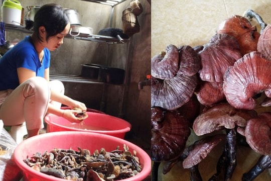 Quỳ Châu 'vào' mùa hái nấm lim xanh