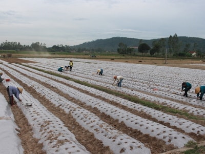 Nghi Lộc: Né tránh thiên tai trong sản xuất vụ đông