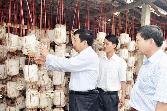 Nghệ An: Còn nhiều HTX hoạt động kiểu 'bình mới rượu cũ'