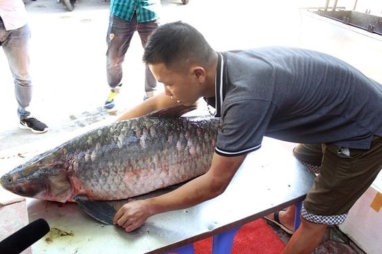 Bắt được cá trắm đen 'khủng' nặng 45 kg