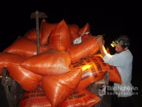 Yên Thành: 'Chạy lụt' nông dân gặt lúa đêm