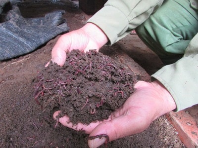 Nghĩa Đàn nhân rộng 1.000m2 nuôi giun quế