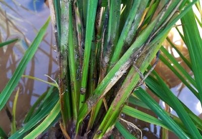 Nguy cơ mất trắng lúa hè thu do rầy ở xã biên giới Kỳ Sơn