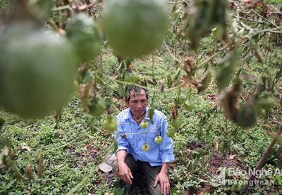 Cận cảnh vườn chanh leo tiền tỷ bị phá hoại sau 1 đêm